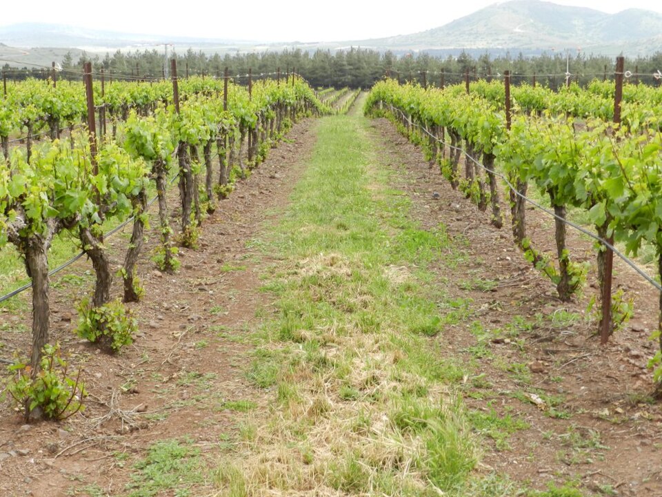 Agricultural fields on the Golan Heights plateau