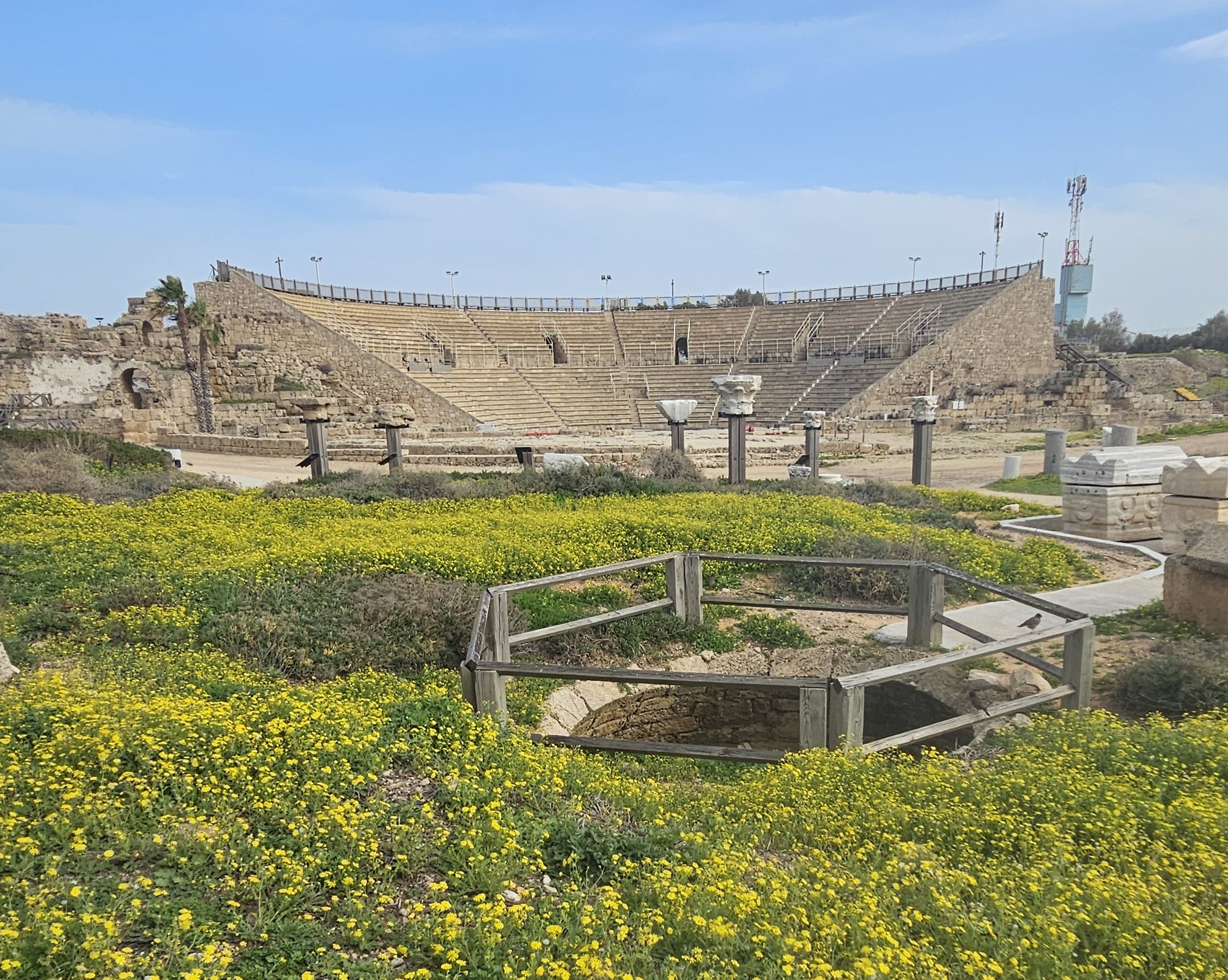 The Roman theater at Caesarea with spring wildflowers in bloom