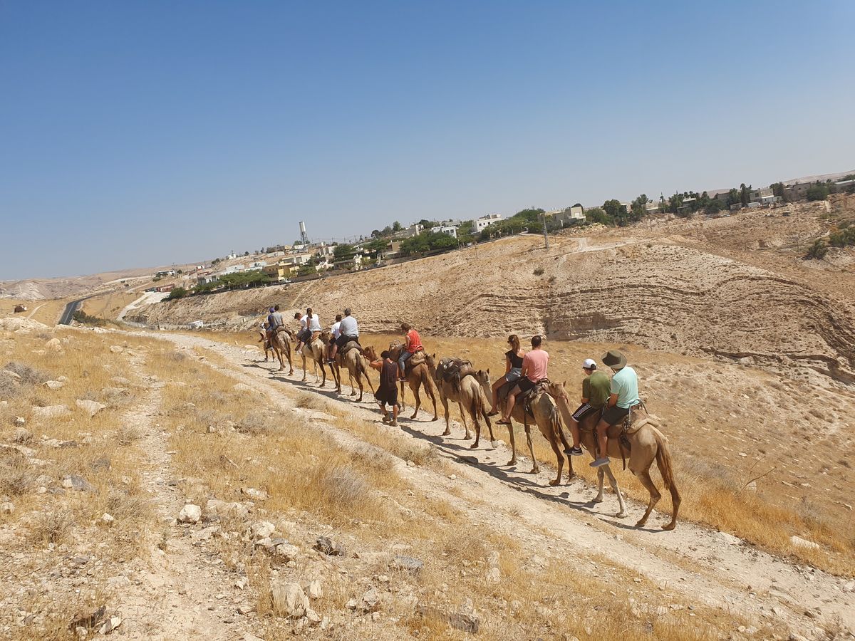 Camels in the Negev Desert