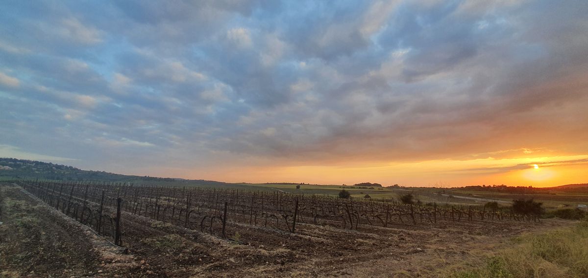 Ella Valley, Judean Foothills, Israel