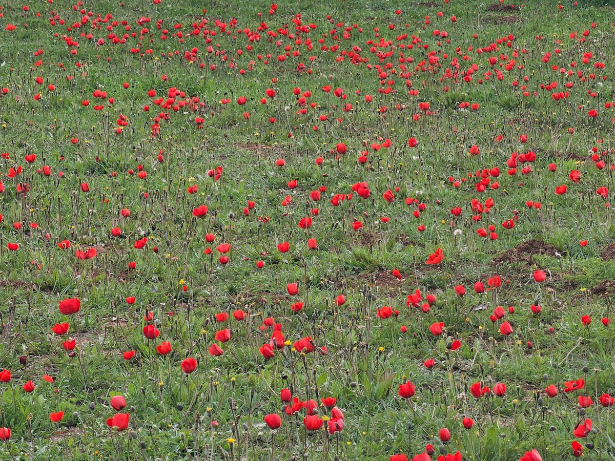 Red anemones blooming in the fields of the Gaza Envelope