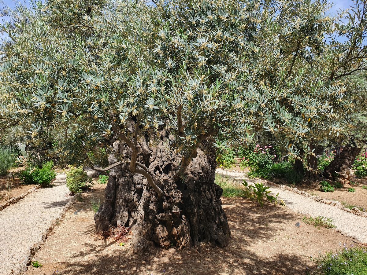 Ancient olive tree in the Garden of Gethsemane, Jerusalem