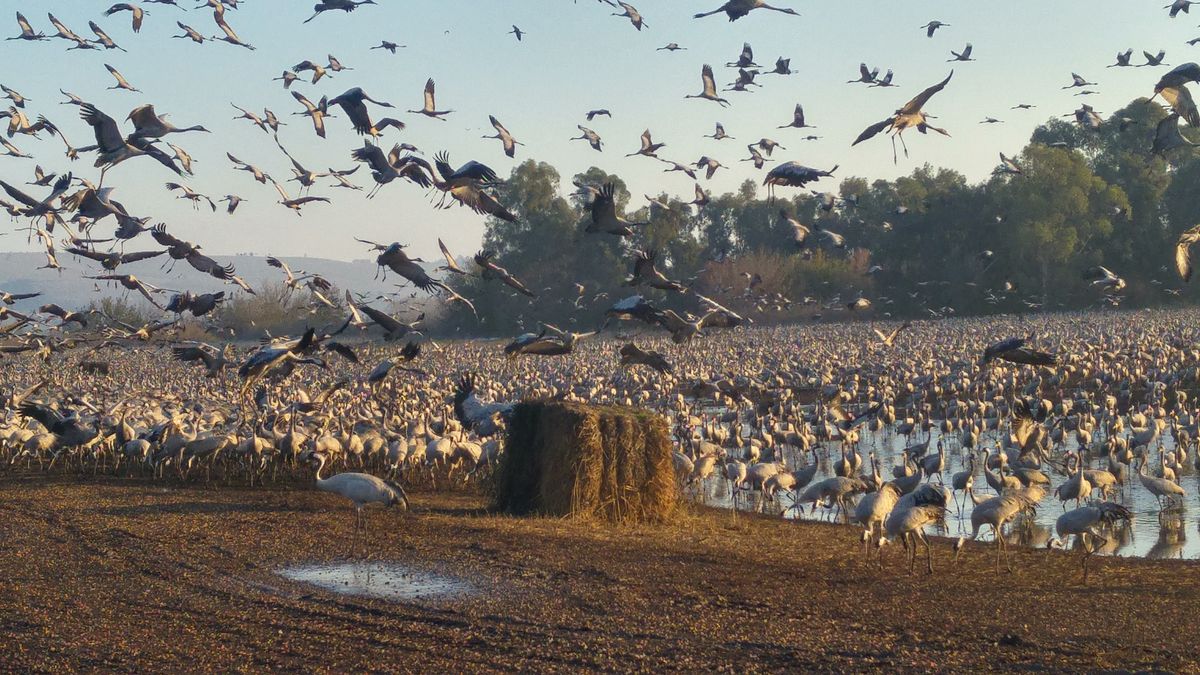 Thousands of cranes at the Hula Valley, Israel