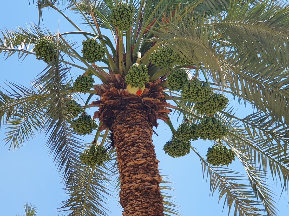 Jordan Valley date palms