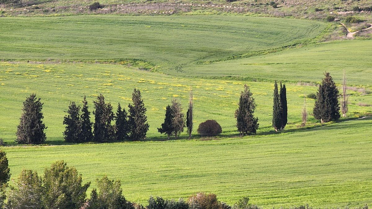 The rolling hills of the Judean Shephelah