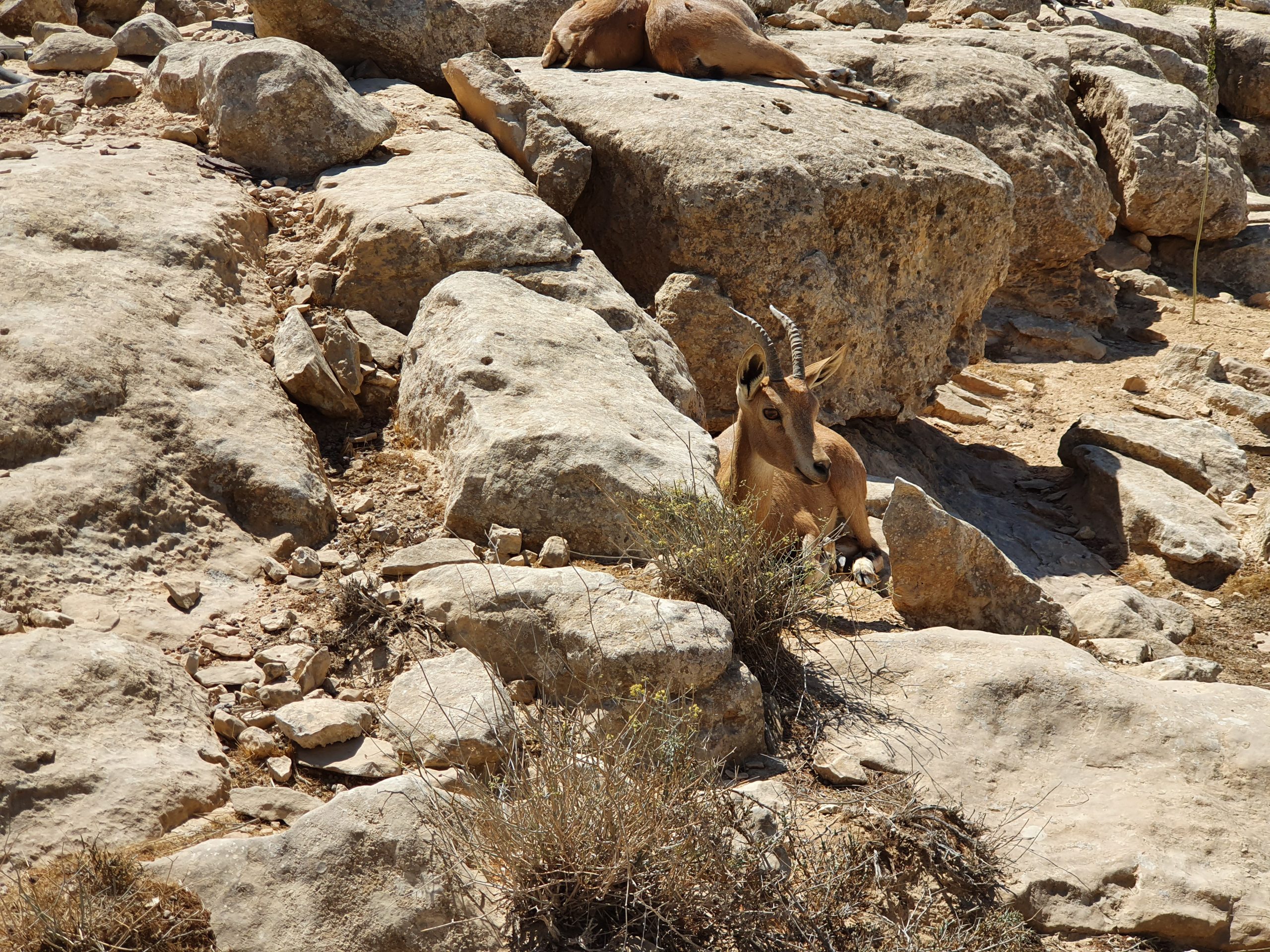 Makhtesh Ramon crater landscape, Negev