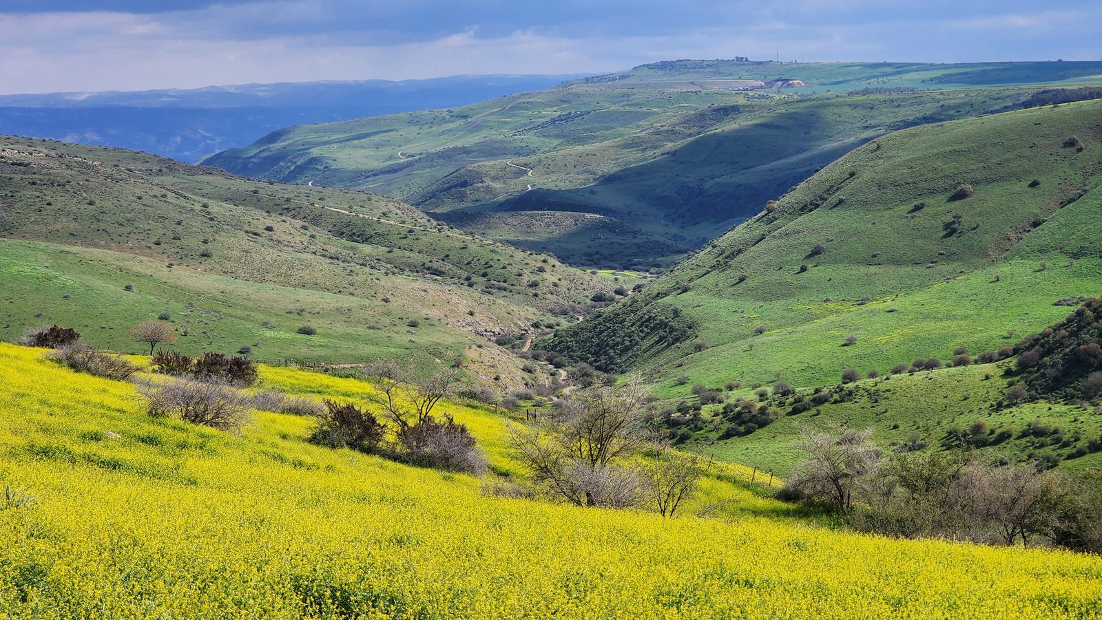 Nahal Tavor with yellow wildflowers