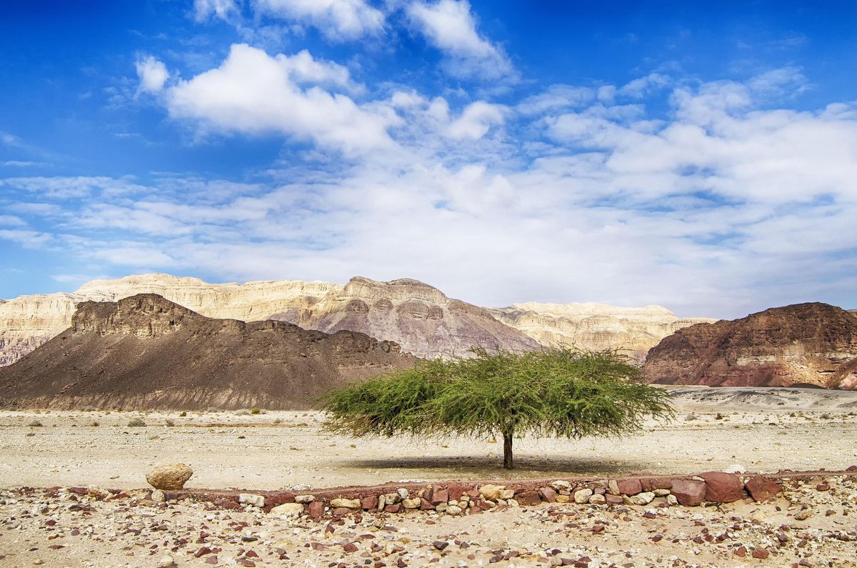 The Negev Desert