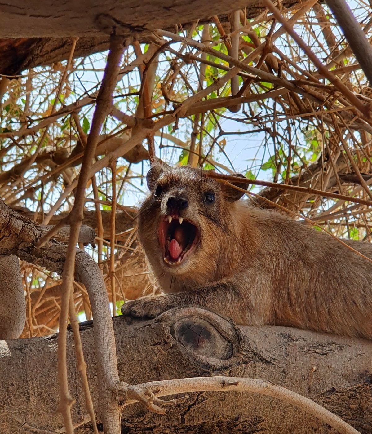 A rock hyrax (biblical coney) at Ein Gedi