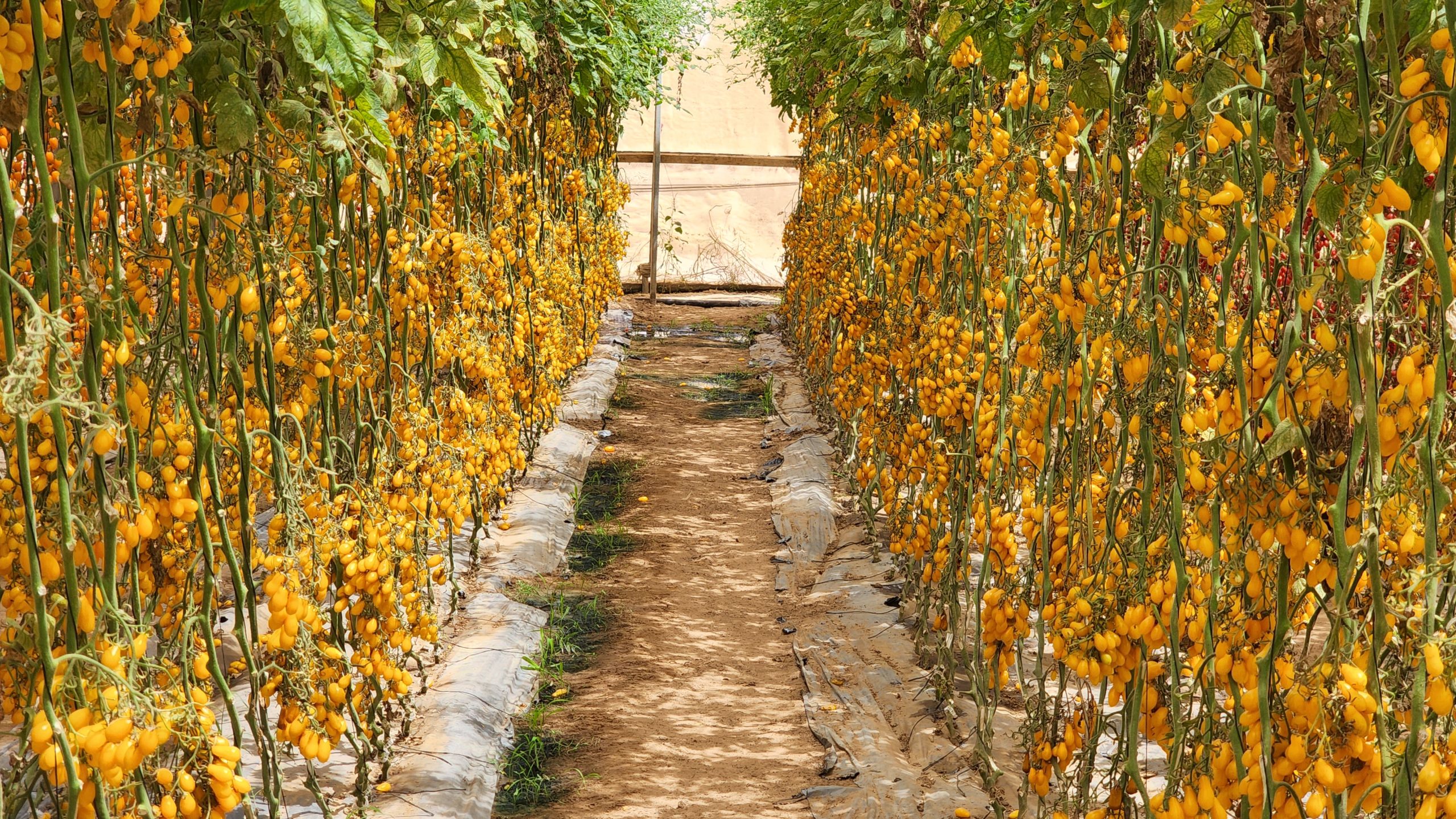Fresh vegetables on the Salad Trail, Otef Aza