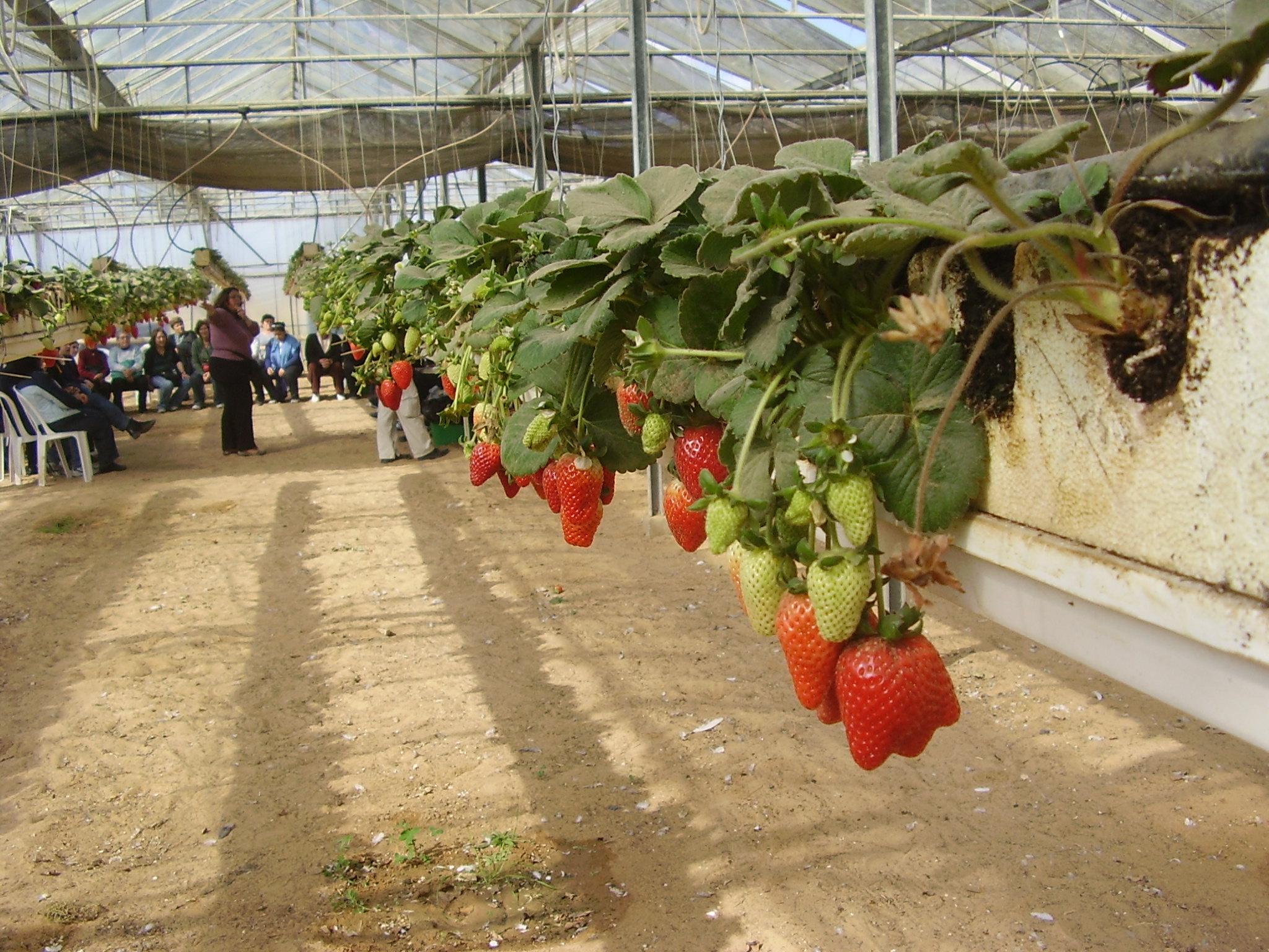 Salad Trail agricultural experience, Otef Aza