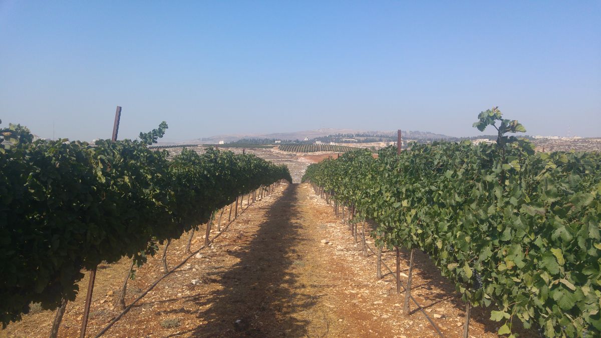 Vineyard hills in Samaria