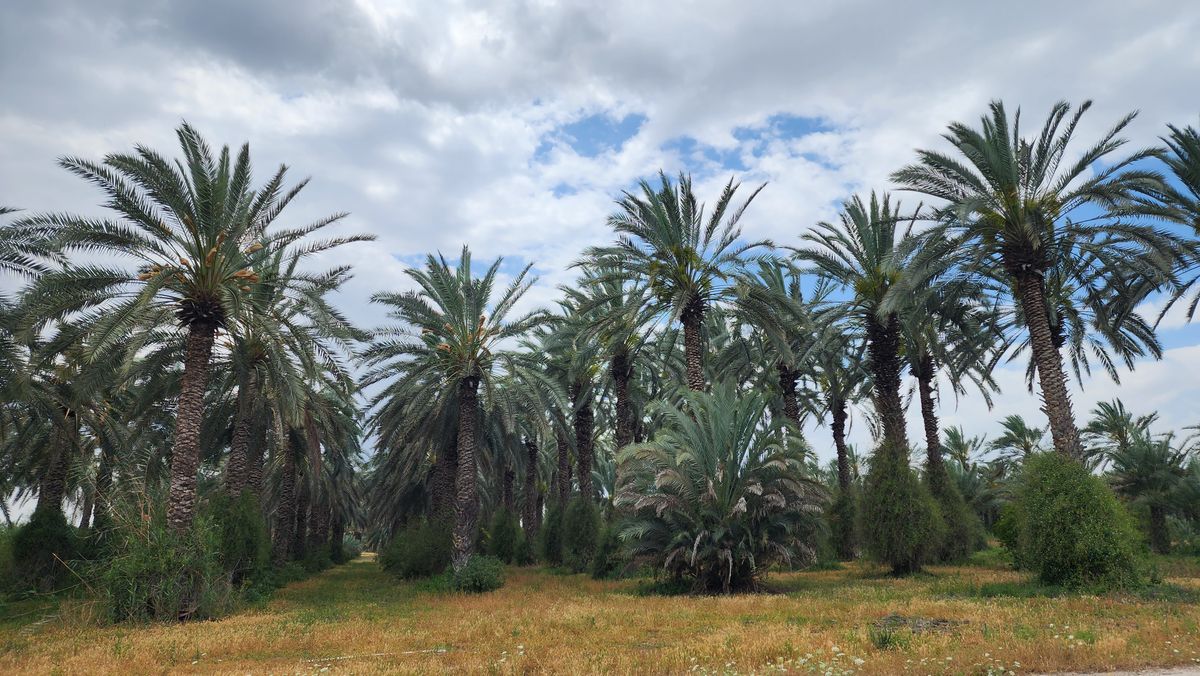 Kibbutz Sde Eliyahu, Israel