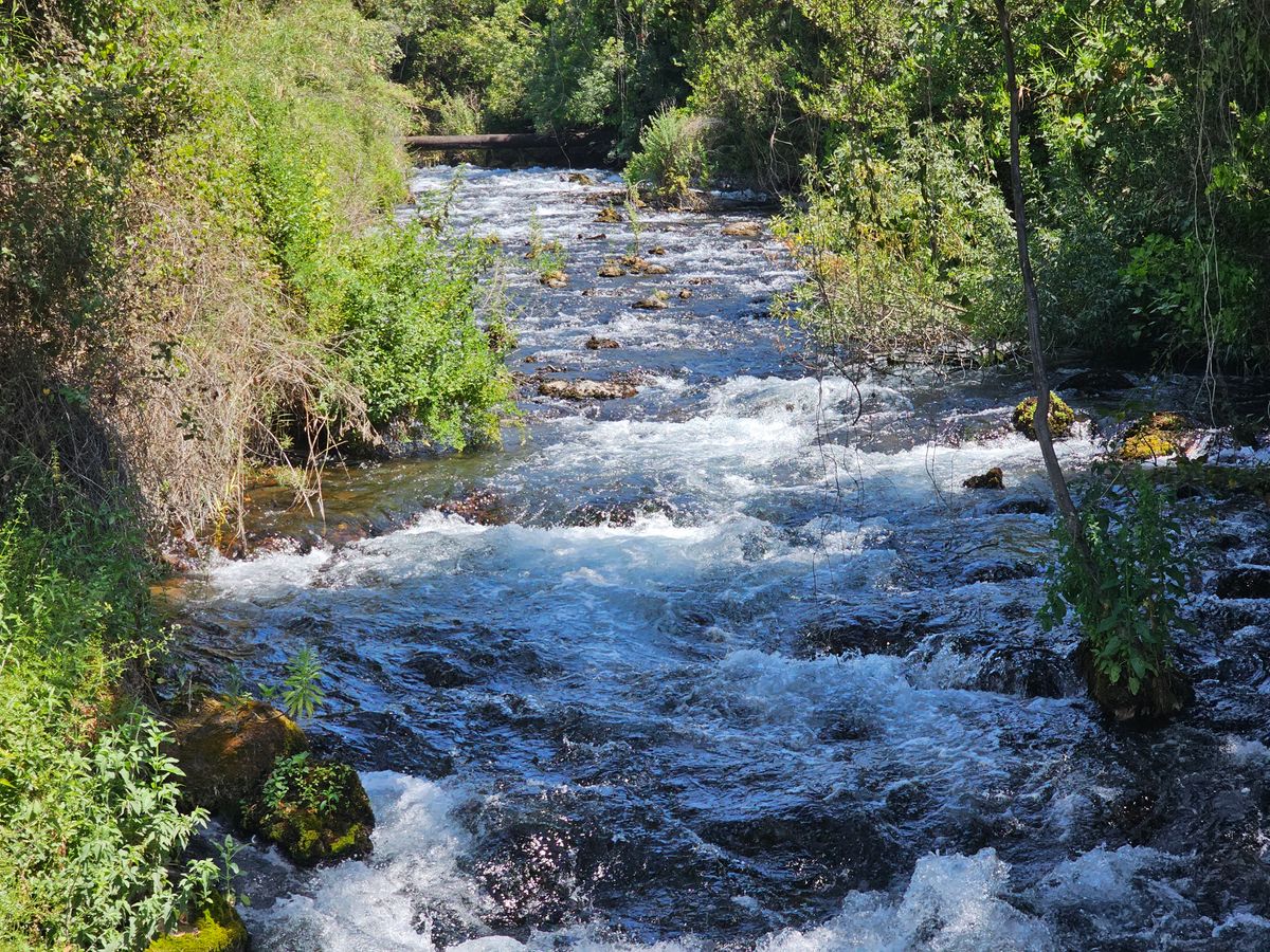 Tel Dan nature reserve, Upper Galilee, Israel