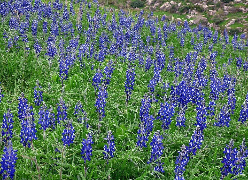 Lupine flowers at Tel Sokho, Judean Foothills